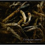 Cordyceps sinensis摜