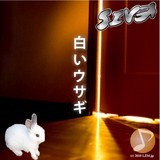 ETM/SIVA摜