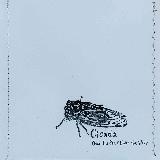 Fly/Cicada摜
