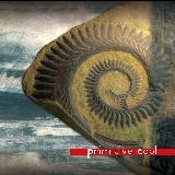Pulse Wave/PrimitiveCool摜
