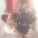 romance/HARVARD摜