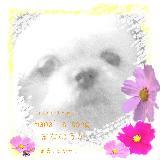 Fragrance of Silence/܂邱Ƃ݂ŉ摜