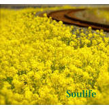 Beautiful Life/Soulife摜